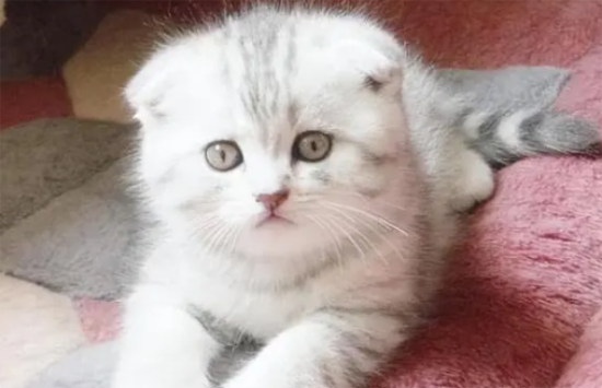猫得尿结石怎么治疗 这几点主人要做到