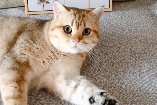 猫得糖尿病该如何治疗?