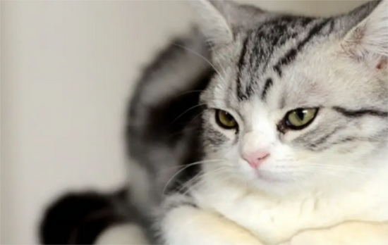 猫得膀胱炎怎么治