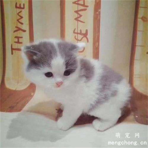 猫心脏跳得快怎么回事