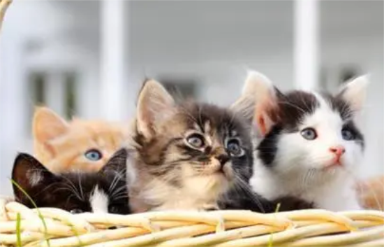 猫心跳一分钟多少正常