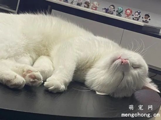 猫怀孕会嗜睡吗？