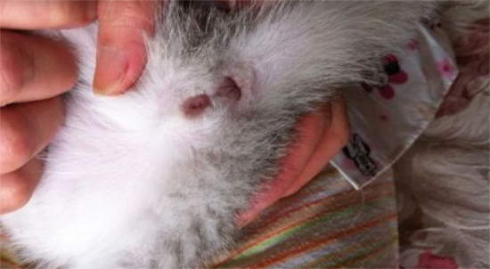 猫怎么判断公母
