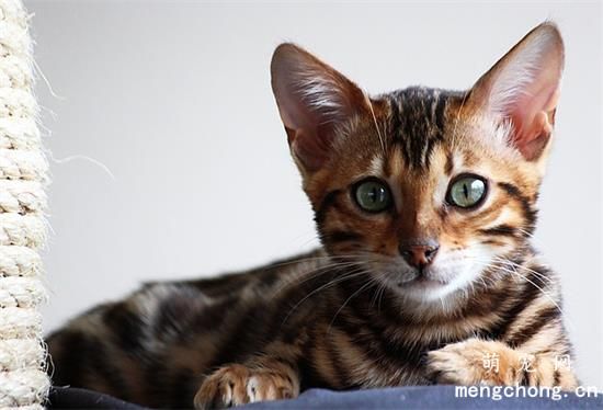 猫怎么发腮