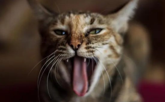 猫怎么看公母