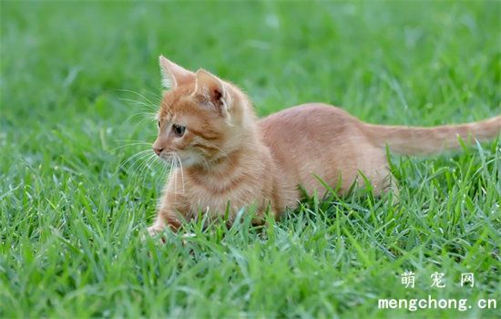 猫怕水如何洗澡