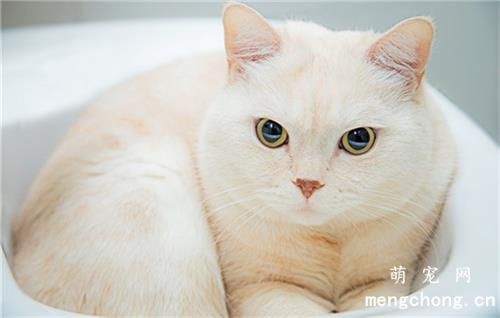 猫怕蚊子咬吗