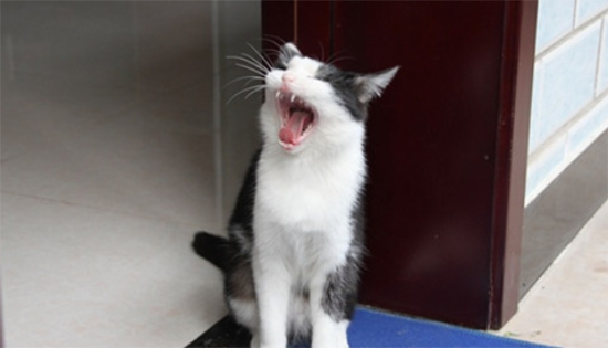 猫思春的声音像小娃娃哭一样