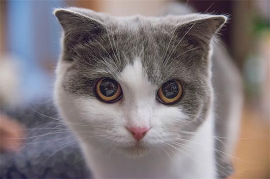 猫总吐是因为什么