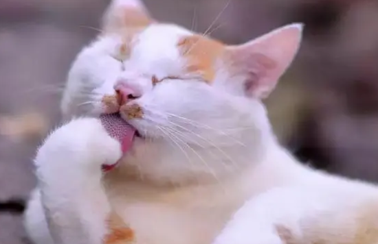 猫总是不停地舔毛咋回事