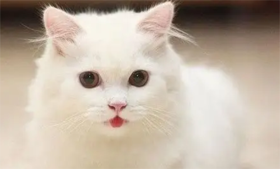 猫总流眼泪是怎么回事 猫流眼泪是因为什么