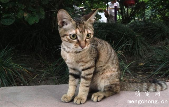 猫惊吓过度后腿瘫痪多久可以恢复？