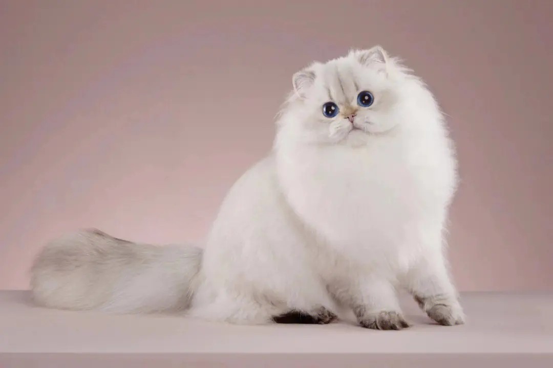 猫感冒