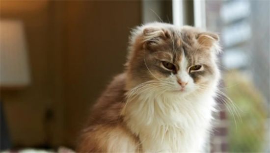 猫感冒鼻子不通气