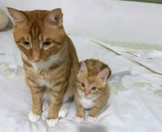 猫感染破伤风的症状