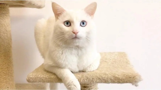猫打呼噜正常吗？
