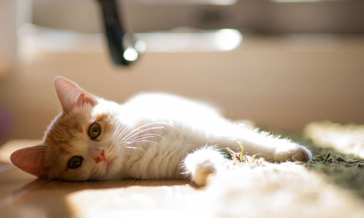 猫打喷嚏臭味非常大