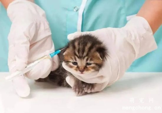 猫打完狂犬疫苗后呕吐黄水怎么回事