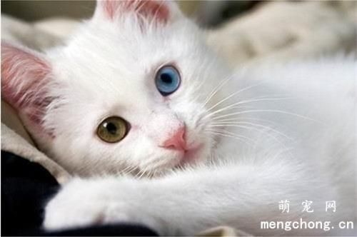 猫打完疫苗多久可以洗澡为什么