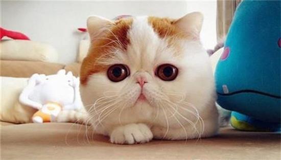 猫打完针以后多久可以洗澡