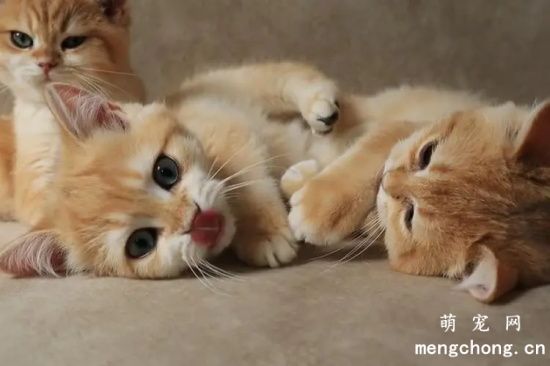 猫打架和打闹的区别：如何辨别猫咪的行为？