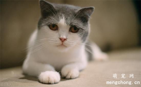 猫打疫苗期间能够洗澡吗