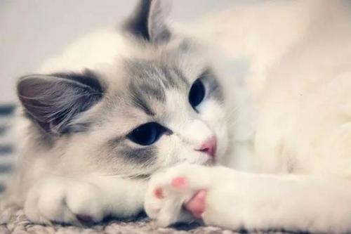 猫抑郁症怎么治疗