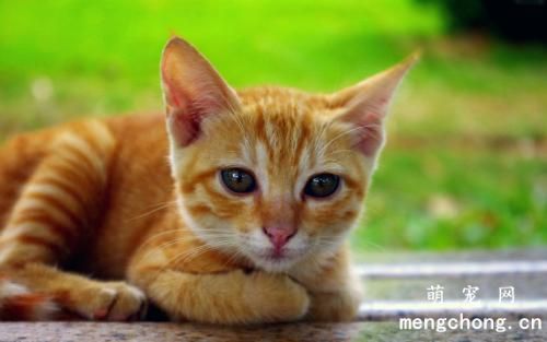 猫抑郁的原因及表现