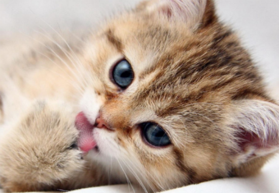 猫抓病症状有哪些