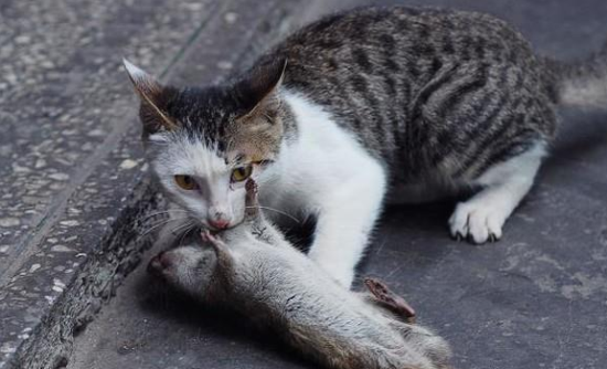猫抓老鼠是本能行为吗