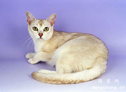 猫折尾有什么影响