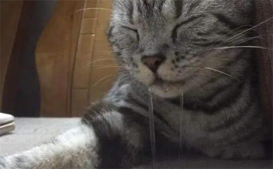 猫抽搐流口水瘫软无力