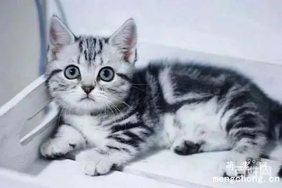 猫拿头蹭手是什么意思