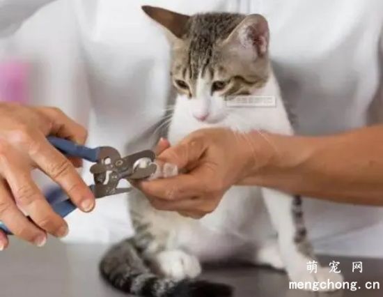 猫指甲多久剪一次,怎么剪？