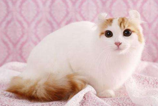 猫指甲沟槽缝有黑色结块怎么回事？