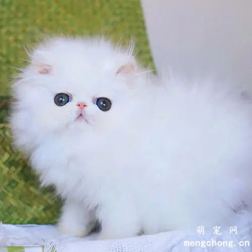 猫换粮引起的拉稀怎么办