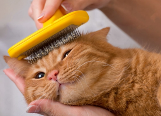 猫掉毛特别严重怎么办