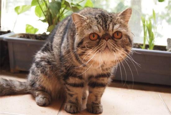 猫排便时出一点鲜红色的血是怎么回事？
