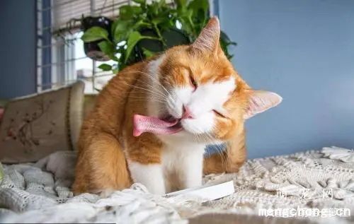 猫撒尿在床上怎么改？