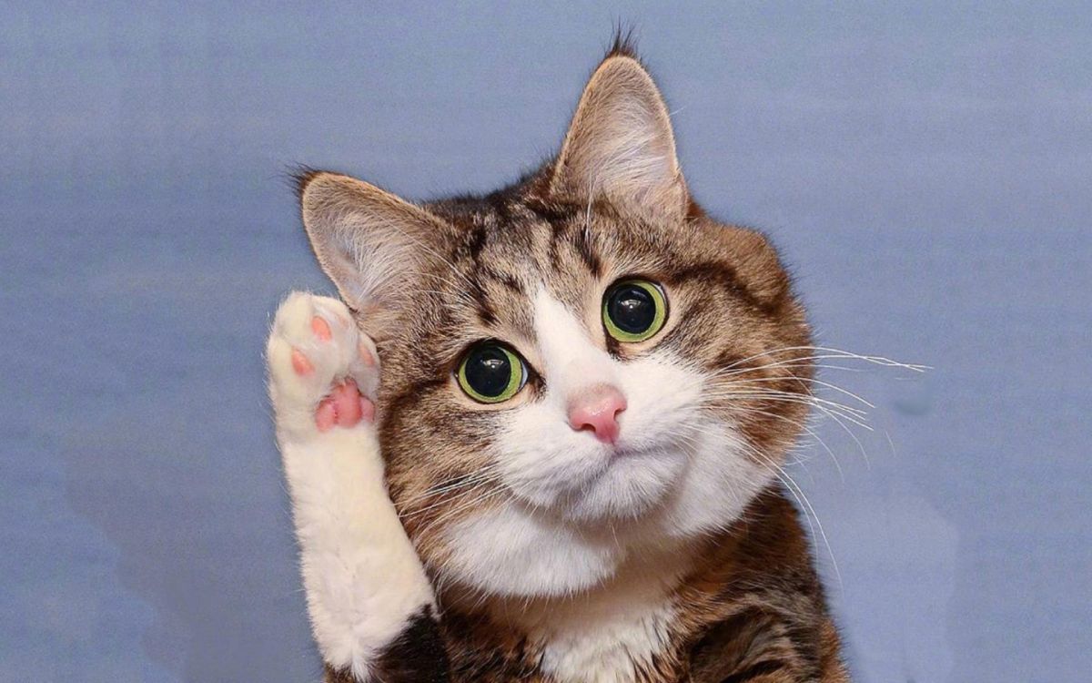 猫支气管炎