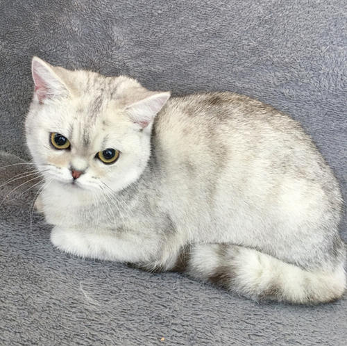 猫无征兆突然死亡 猫突然死亡是什么原因