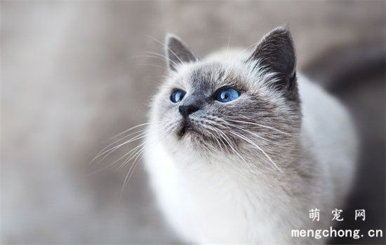 猫是怕冷的动物，当感觉冷时会有5个标志