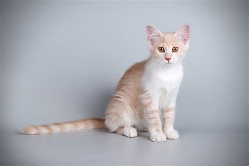 猫是独居动物吗？
