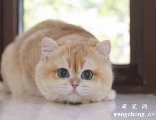 猫是肉食动物还是杂食动物