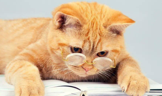 猫是近视眼吗?