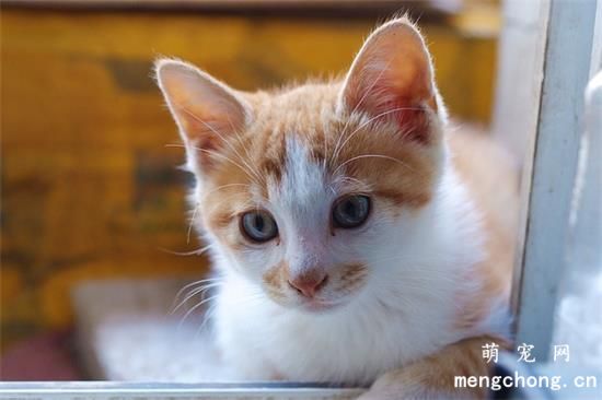 猫晚上不睡觉、乱叫怎么办?