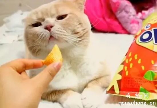 猫最喜欢主人摸哪里？
