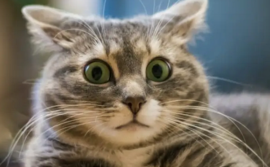 猫最害怕的声音