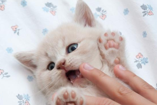 猫最怕什么