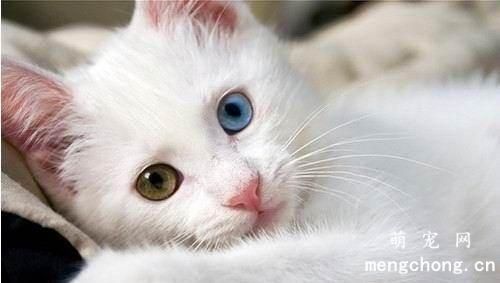 猫最近老是乱尿怎么办